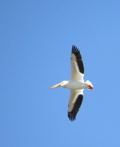 americanpelican